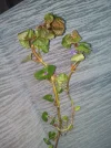 IMG_20160426_161001.webp