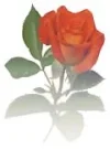 Rose0586[1].webp