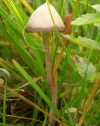 psilocybe_semilanceata.webp