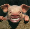 pig-4.webp