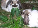 tiere-und-drogen.webp