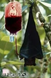 junkie-fledermaus.webp