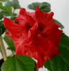 Hibiscus.webp