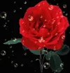 rose22a.webp