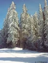 Winterwald.webp