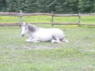 Schneider 003.webp