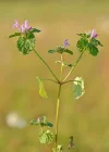 287px-Lamium_purpureum_-_verev_iminõges_Keilas.webp