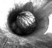 Waldkauz 2.webp