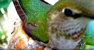 Kolibri 5.webp