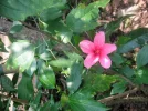PICT0083.webp
