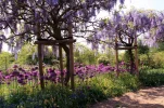 Aboretum Mai 2011 036.webp