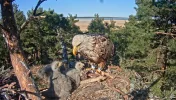 Adler 20.webp