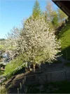 Kirschbaum.webp