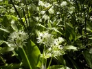DSCN0450.webp