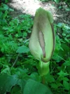 DSCF8304.webp