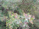 Picture015_resize.webp