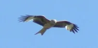 Greifvogel4Forum.webp