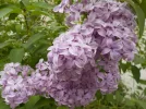 DSCN0533.webp