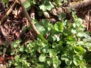 Veilchen-weiß-12042015-2.webp