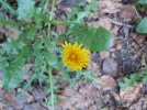 DSCN8475.webp