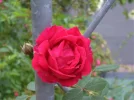 rose.webp