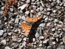 DSCF8316.webp