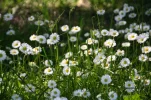 04.06.2010 012.webp