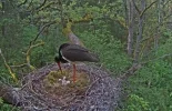 storch.webp