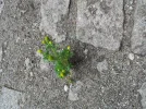 20160516_123449_resize.webp