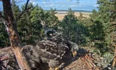 Adler 22.webp