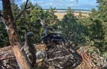 Adler 24.webp