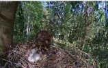 Bussard3.webp