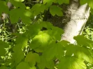 DSCN0704.webp