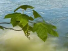 DSCN0700.webp