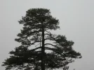 IMG_1737.webp
