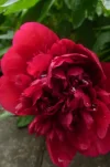P1030415.webp