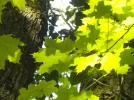 DSCN0716.webp