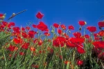mohn1.webp