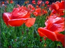 mohnblume.webp