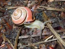 schnecke07.jpg