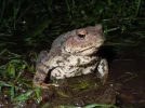 kroete.webp