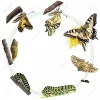 10195555-Life-cycle-of-the-Swallowtail-butterfly-Stock-Photo.jpg