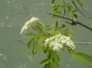 DSCN0996.webp
