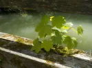 DSCN0970.webp