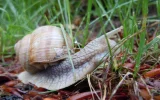 schnecke09.jpg