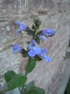 Salv2.webp