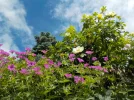 DSCN1010.webp