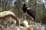 Waldstorch11.webp