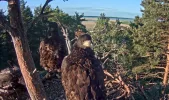 Adler 26.webp