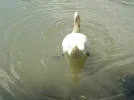 DSCN0882.webp